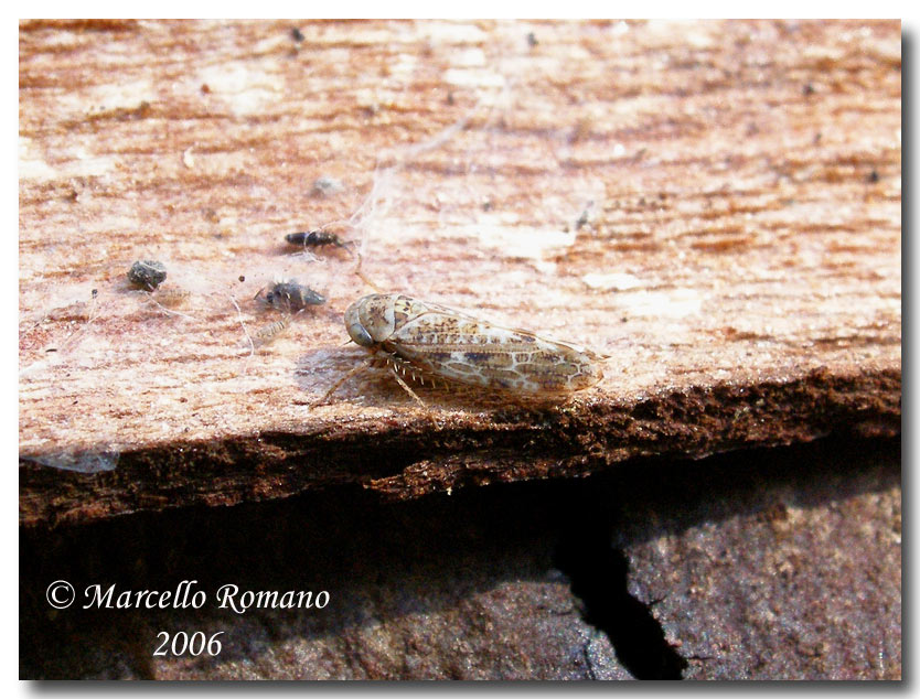 Un Cicadellidae svernante dalla Sicilia